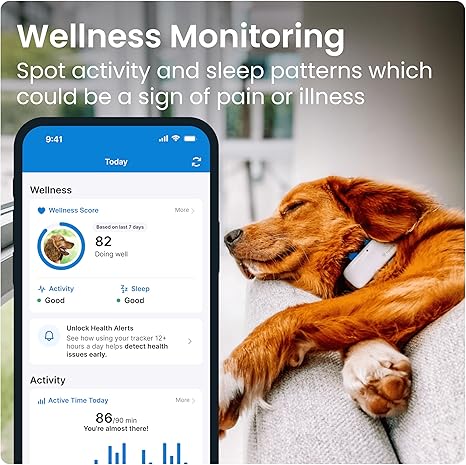 812B0gbH0mL._AC_SX466_